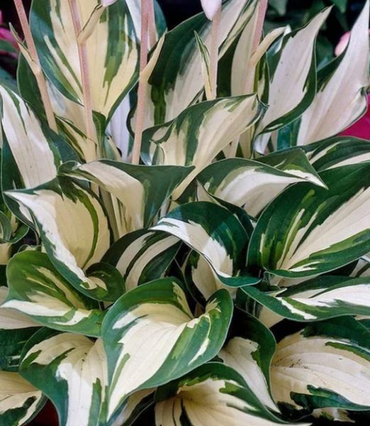 Hosta 'Fire and Ice'